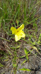 Oenothera heterophylla