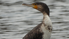 Phalacrocorax carbo