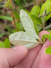 Croton alabamensis