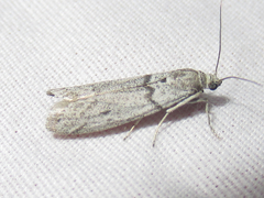 Myelopsis alatella
