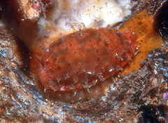 Talostolida pellucens