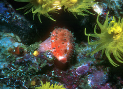 Talostolida pellucens