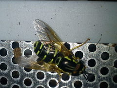 Chrysotoxum festivum