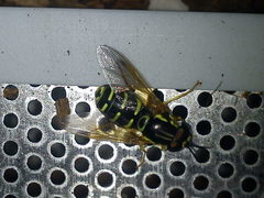 Chrysotoxum festivum
