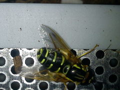Chrysotoxum festivum