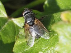 Pollenia leclercqiana