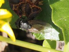 Pollenia leclercqiana