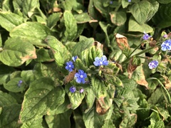 Pentaglottis sempervirens