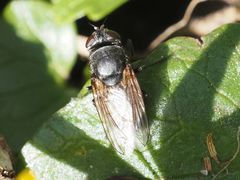 Pollenia leclercqiana