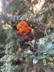 Buddleja coriacea