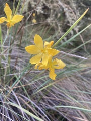 Sisyrinchium jamesonii