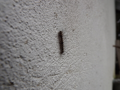 Lepidoptera