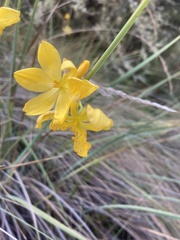 Sisyrinchium jamesonii