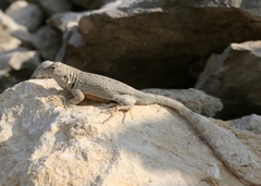 Sceloporus merriami
