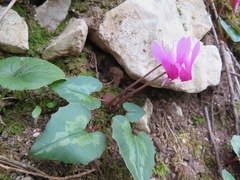 Cyclamen repandum