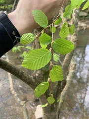 Styrax americanus