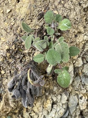 Salvia ringens