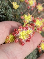 Eriogonum thymoides
