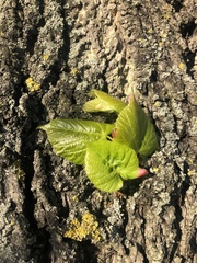 Tilia platyphyllos