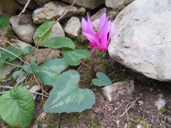 Cyclamen repandum