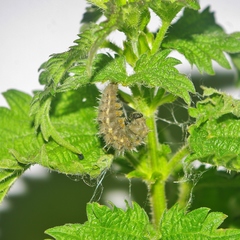 Vanessa atalanta atalanta