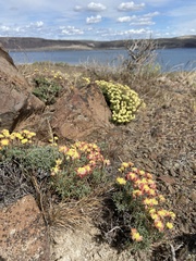 Eriogonum thymoides