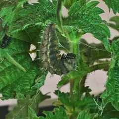 Vanessa atalanta atalanta