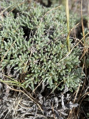 Eriogonum thymoides