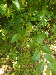 Vaccinium fuscatum image