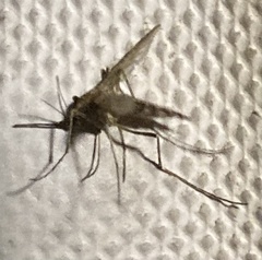 Aedes albifasciatus