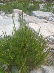 Pinus densiflora