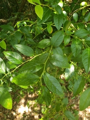 Vaccinium fuscatum image