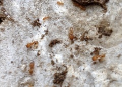 Pheidole flavens