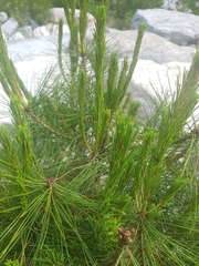Pinus densiflora