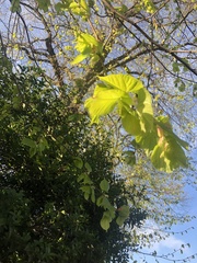Tilia platyphyllos