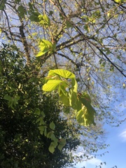 Tilia platyphyllos