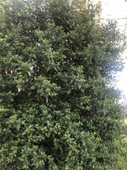 Ligustrum ovalifolium