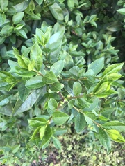 Ligustrum ovalifolium