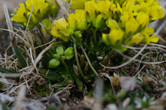 Draba aizoides aizoides