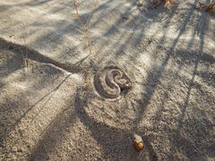 Crotalus cerastes laterorepens