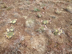 Erigeron poliospermus