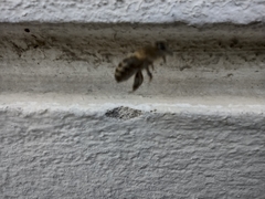 Apis mellifera