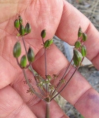 Arracacia molseedii