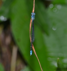 Archibasis oscillans