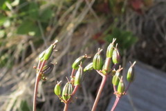 Arracacia molseedii