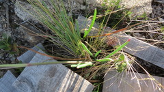 Arracacia molseedii