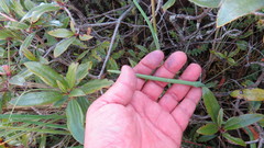 Arracacia molseedii