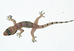 Hemidactylus mabouia