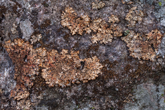 Nectriopsis rubefaciens