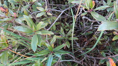 Arracacia molseedii